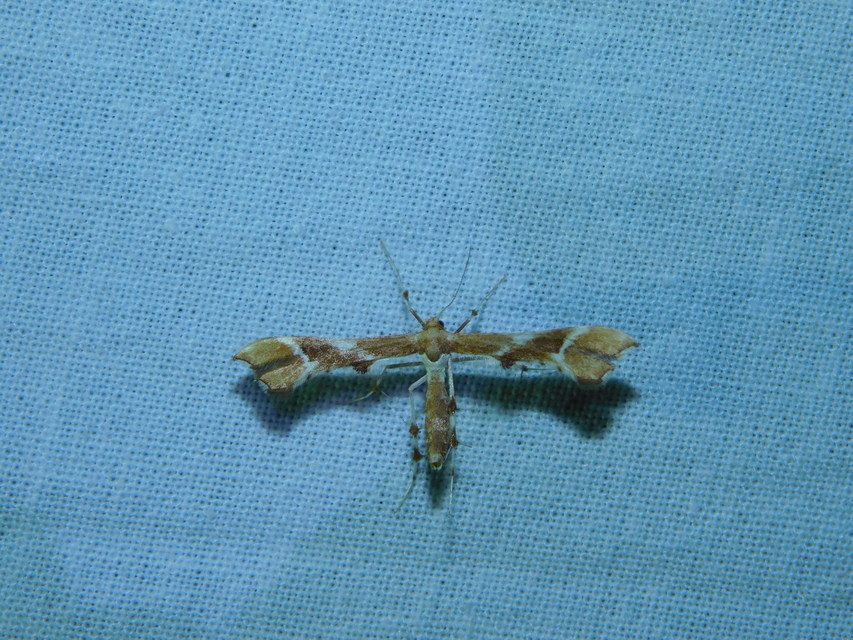 Cnaemidophorus rhododactyla - rózsabogyó-tollasmoly