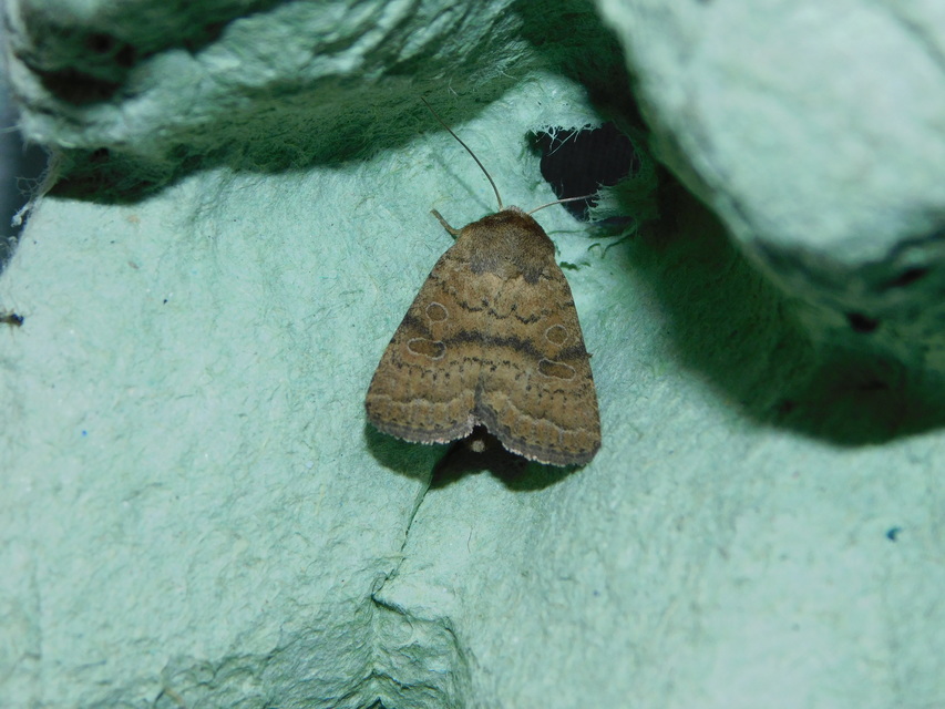 barna selymesbagoly - Hoplodrina octogenaria