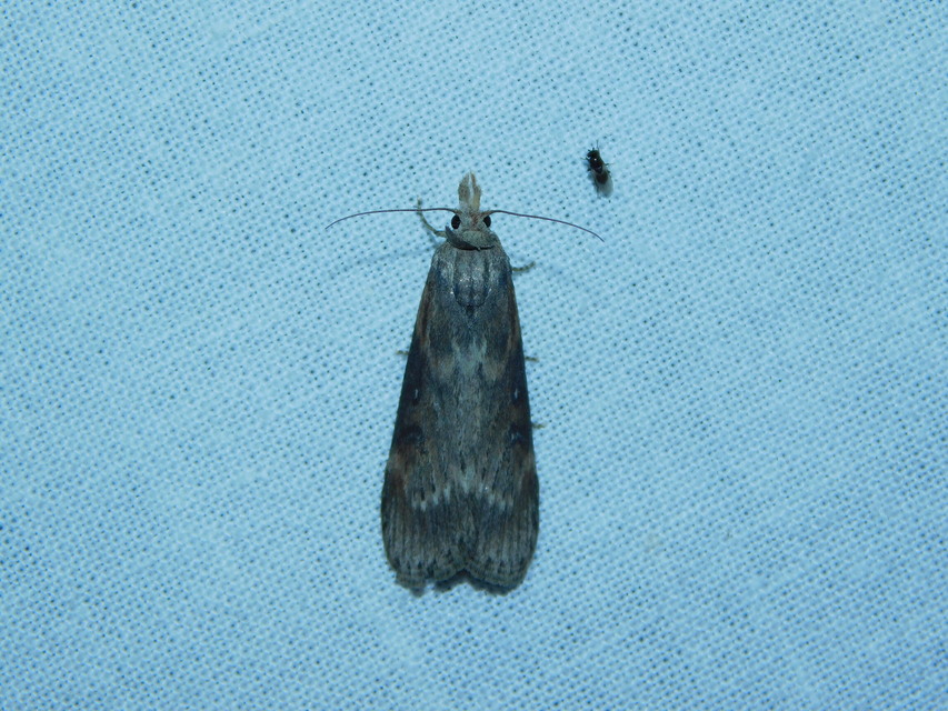 Lamoria