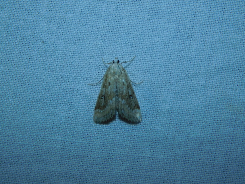Parapoynx stratiotata - közönséges vízimoly
