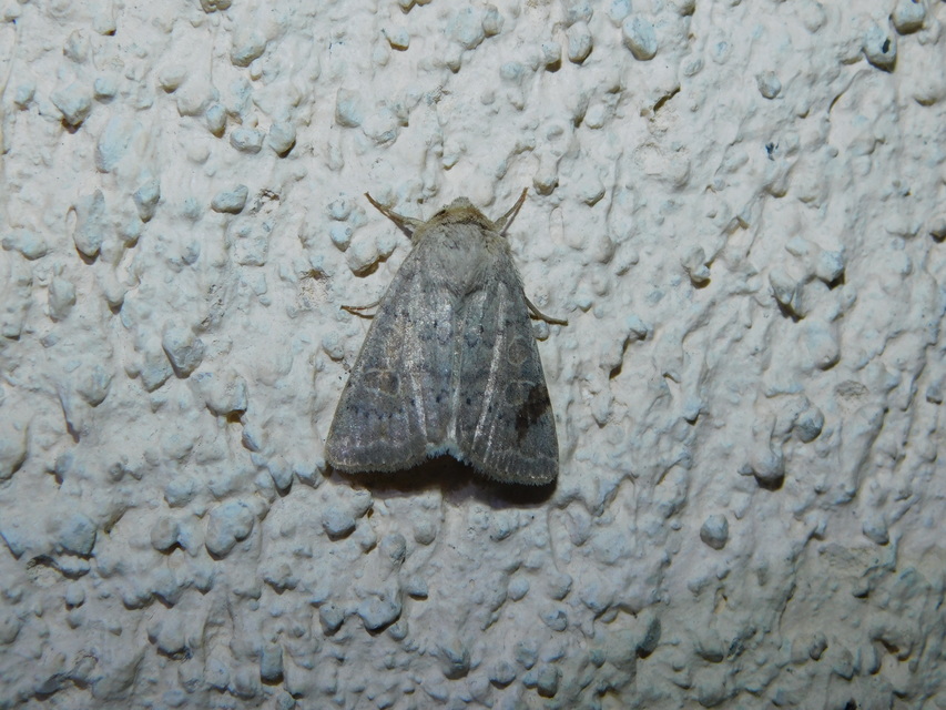 tömeges selymesbagoly - Hoplodrina ambigua