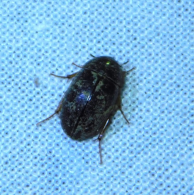 Limnoxenus niger - fekete csibor