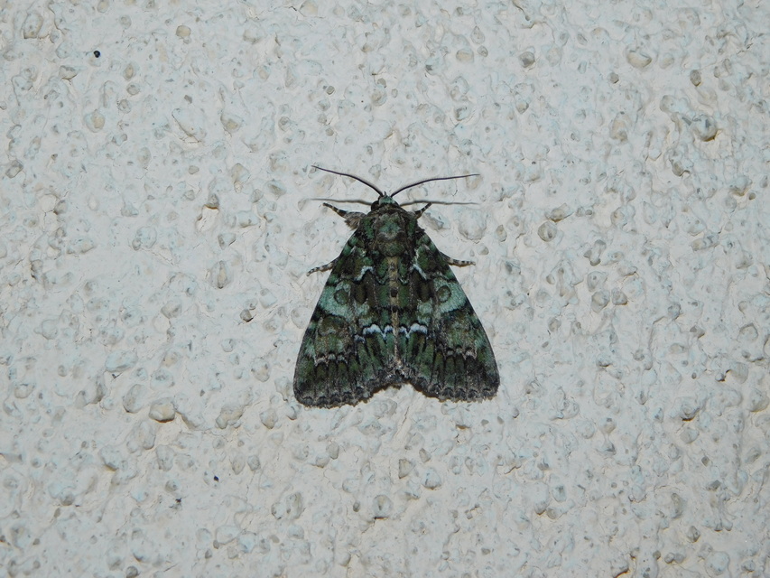 selyemfényű erdeibagoly - Polyphaenis sericata