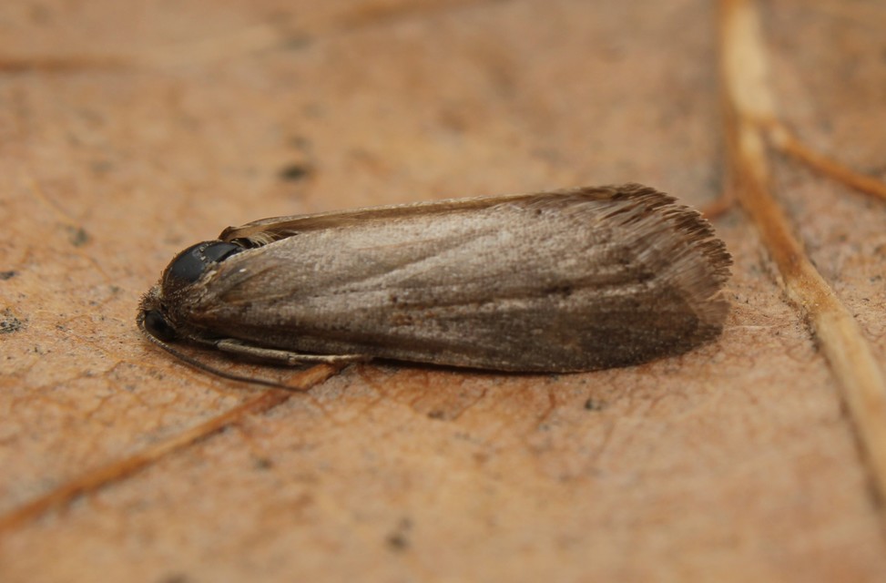 Tortricodes alternella - tavaszi sodrómoly