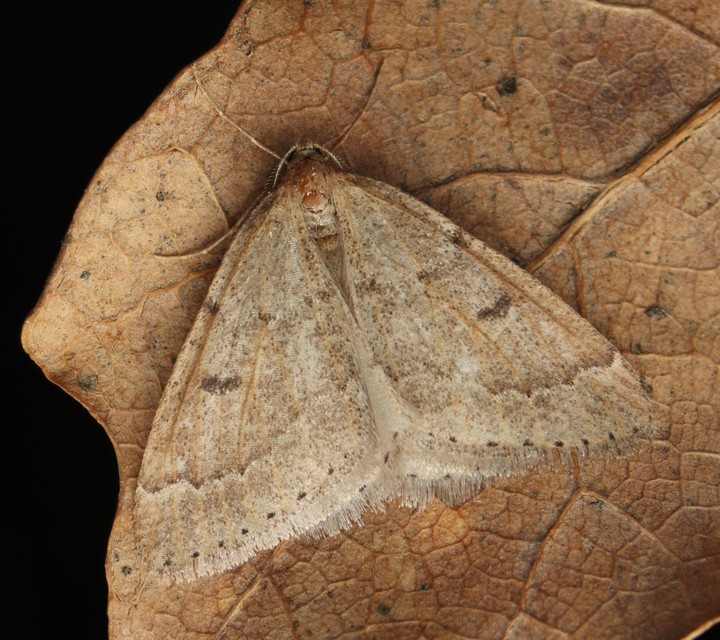 Theria rupicapraria - tavaszi kökényaraszoló