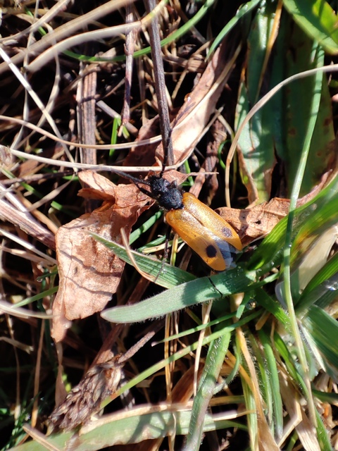 Apalus bimaculatus - kétfoltos élősdibogár