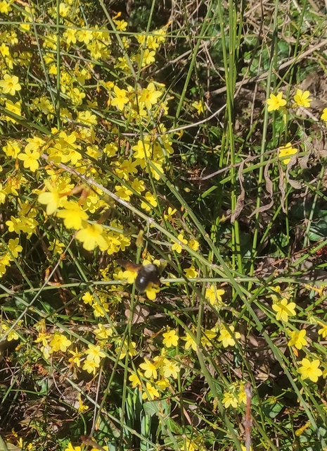 Hymenoptera - Hártyásszárnyúak