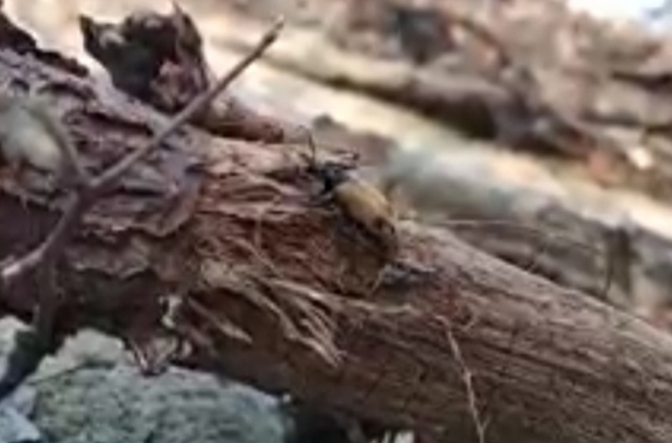 Apalus bimaculatus - kétfoltos élősdibogár