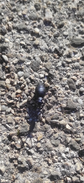 Meloe proscarabaeus - közönséges nünüke