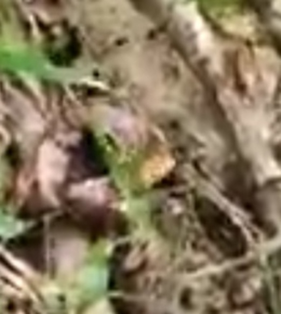 Apalus bimaculatus - kétfoltos élősdibogár