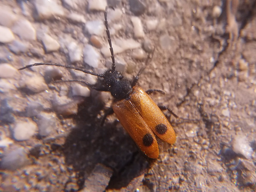 Apalus bimaculatus - kétfoltos élősdibogár