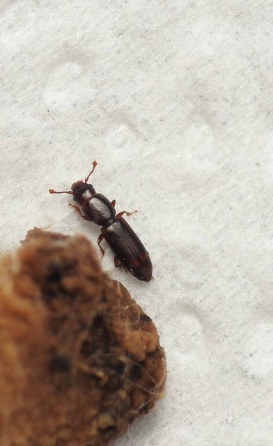 Rhizophagus bipustulatus - kétpettyes törekbogár Rhizophagus bipustulatus - kétpettyes törekbogár
