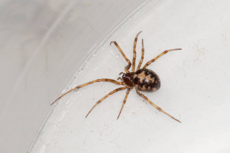 Steatoda triangulosa - háromszöges faggyúpók