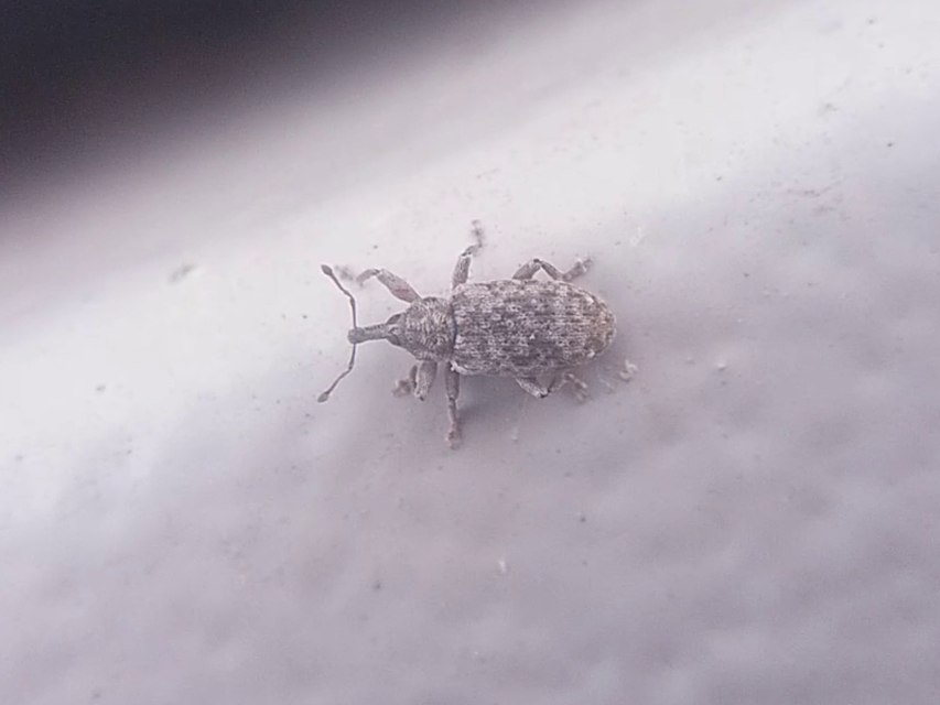 Dorytomus
