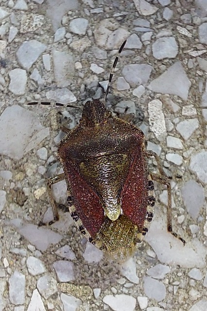 Dolycoris baccarum - közönséges bogyómászó-poloska