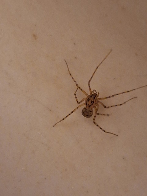 Scytodes thoracica - közönséges csupaszpók
