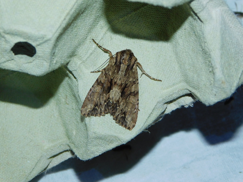 Apamea monoglypha - nagy dudvabagoly