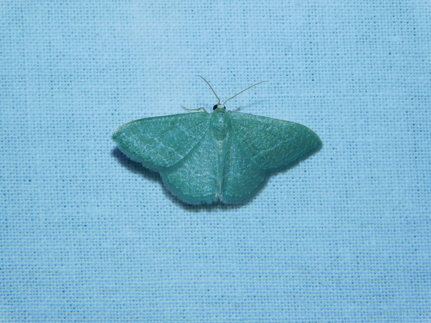 fehérpettyes zöldaraszoló - Phaiogramma etruscaria