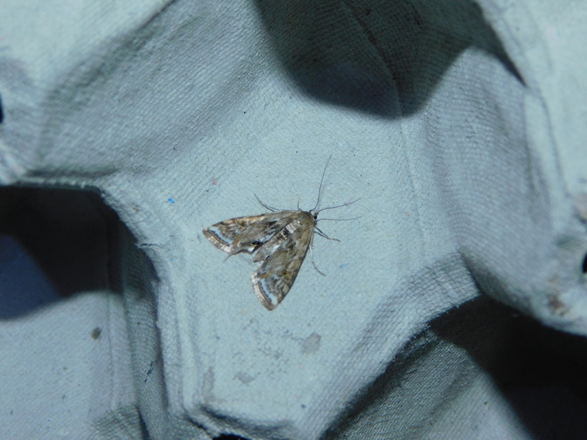 Cataclysta lemnata - békalencsemoly