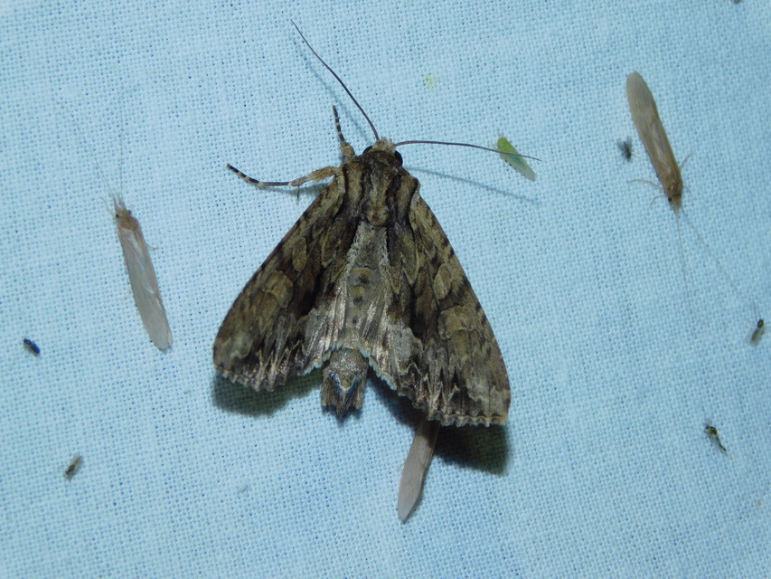 nagy dudvabagoly - Apamea monoglypha