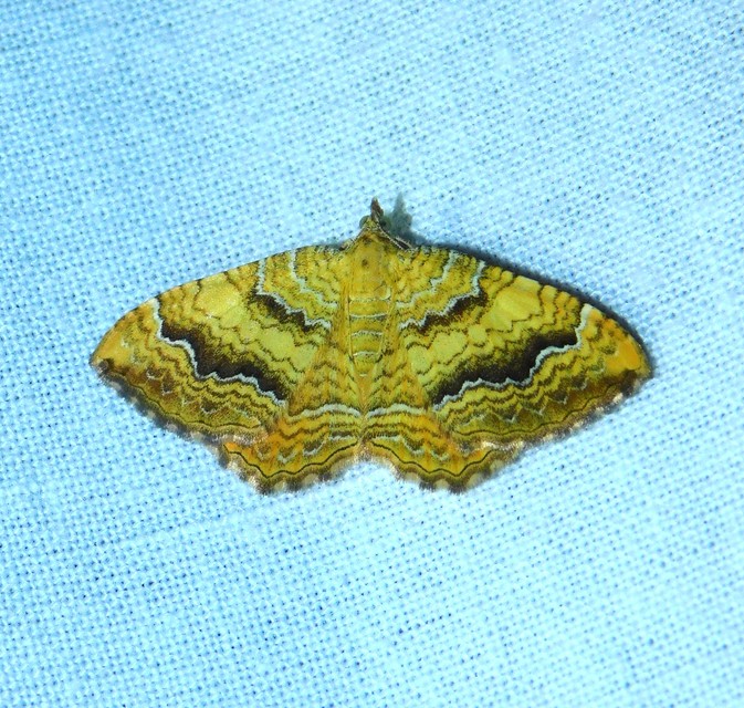 kétvonalas sávosaraszoló - Camptogramma bilineata