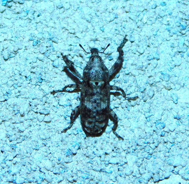 Gasterocercus depressirostris - laposorrú ormányos