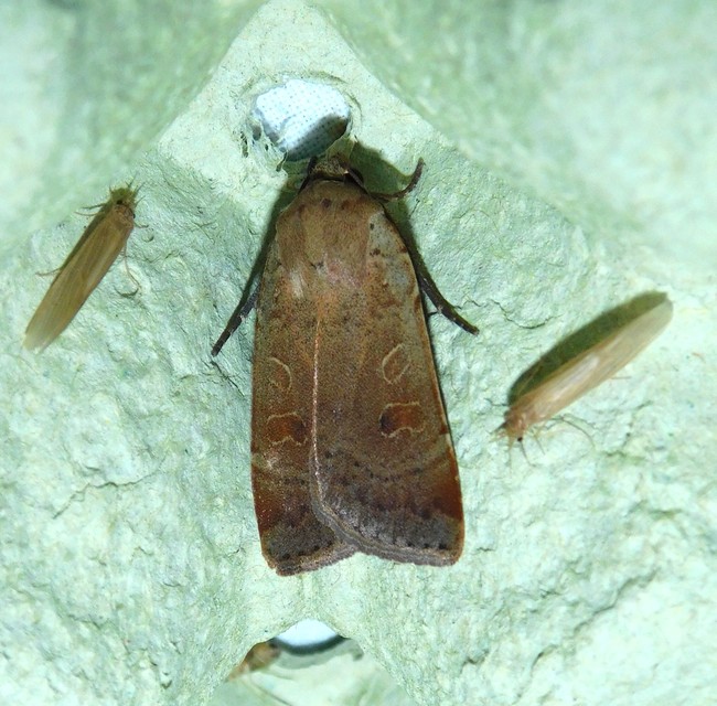 kis sárgafűbagoly - Noctua comes