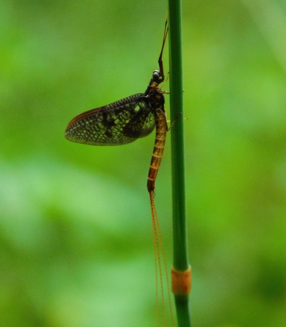 Ephemera vulgata - közönséges tarkakérész