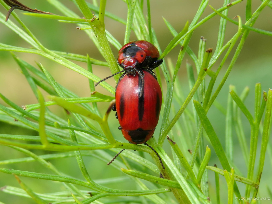 Entomoscelis dorsalis - hérics-honvédbogár