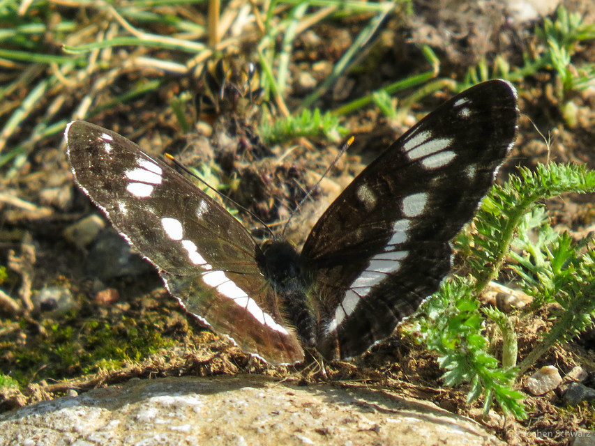 Limenitis camilla - kis lonclepke