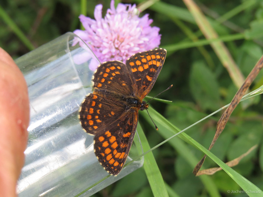 Melitaea aurelia - recés tarkalepke