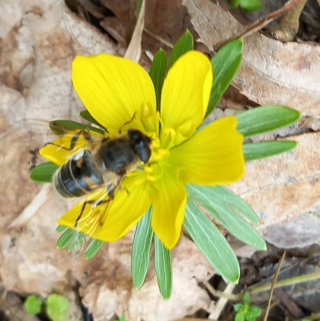Eristalis tenax - közönséges herelégy