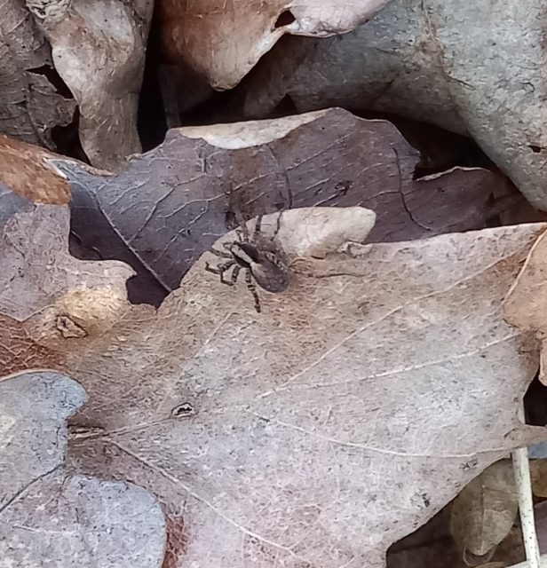 Pardosa alacris/lugubris