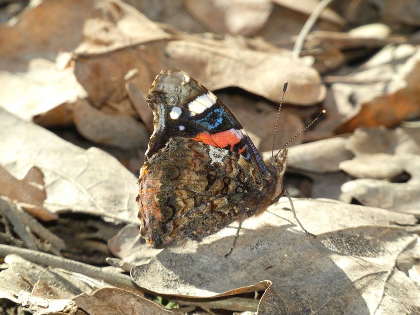 Vanessa atalanta - atalantalepke