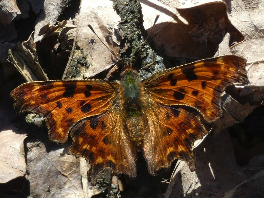 Nymphalis c-album - C-betűs lepke