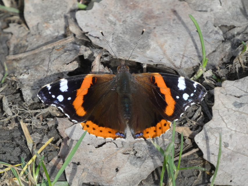 Vanessa atalanta - atalantalepke