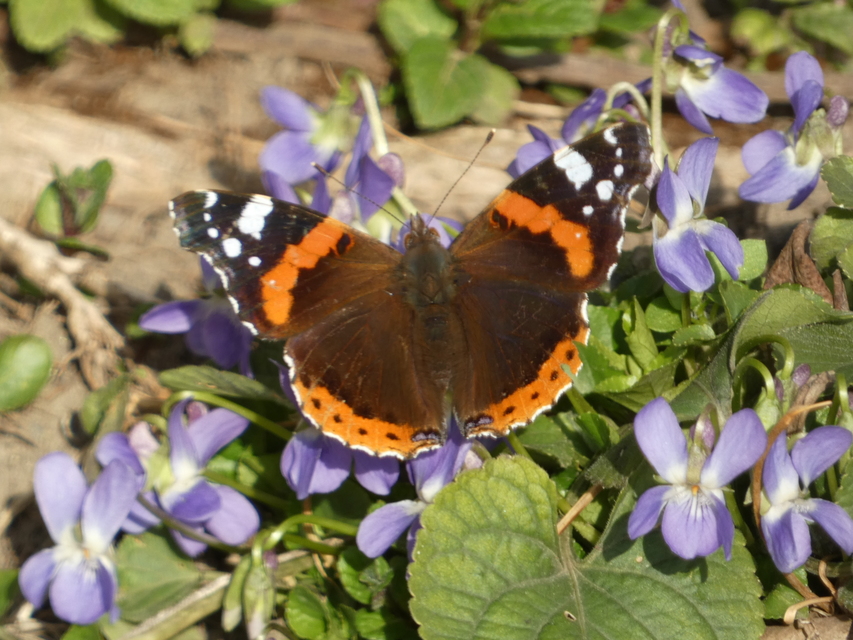 Vanessa atalanta - atalantalepke