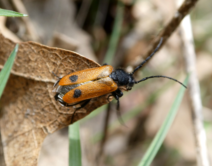 Apalus bimaculatus - kétfoltos élősdibogár