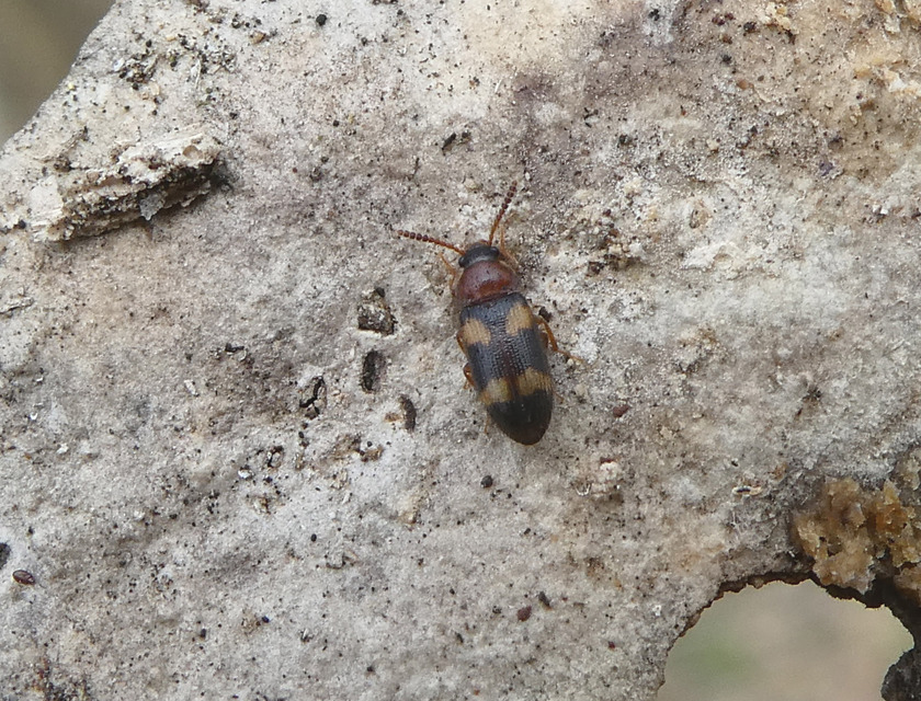 Mycetophagus fulvicollis - sárganyakú gombabogár