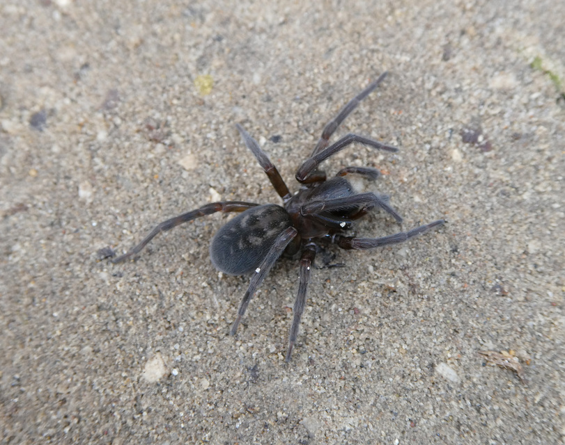 Amaurobius ferox - nagy eretnekpók