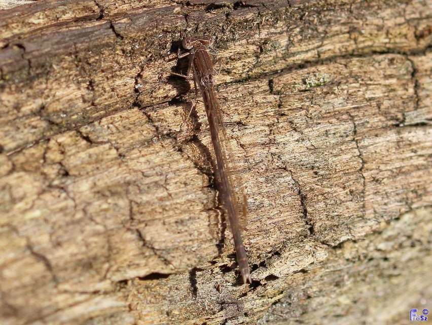Sympecma fusca - téli rablószitakötő