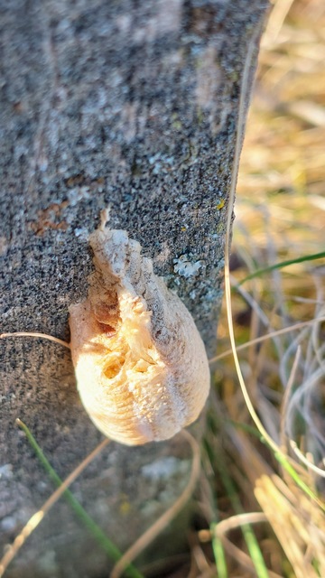 Mantis religiosa - imádkozósáska