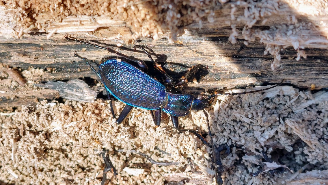 Carabus intricatus - kék laposfutrinka