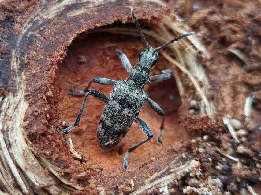 Rhagium inquisitor - fenyves-tövisescincér