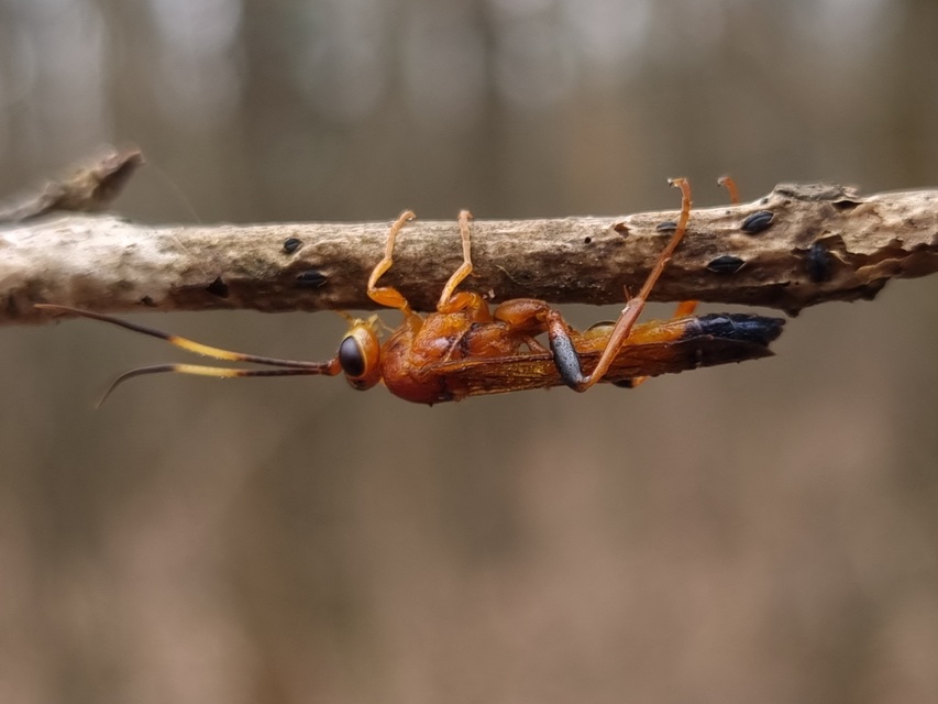 Lymantrichneumon disparis