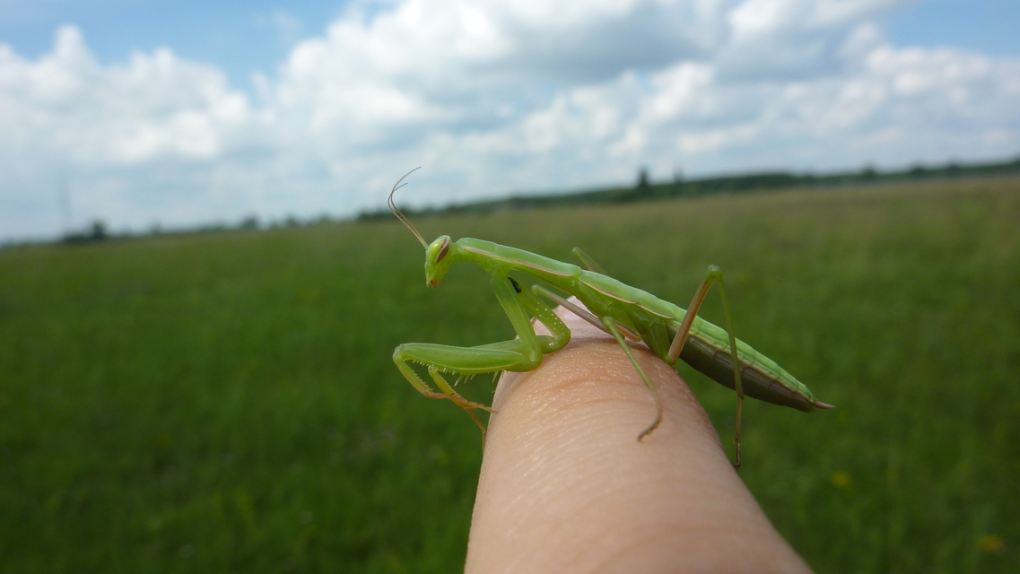 Mantis religiosa - imádkozósáska