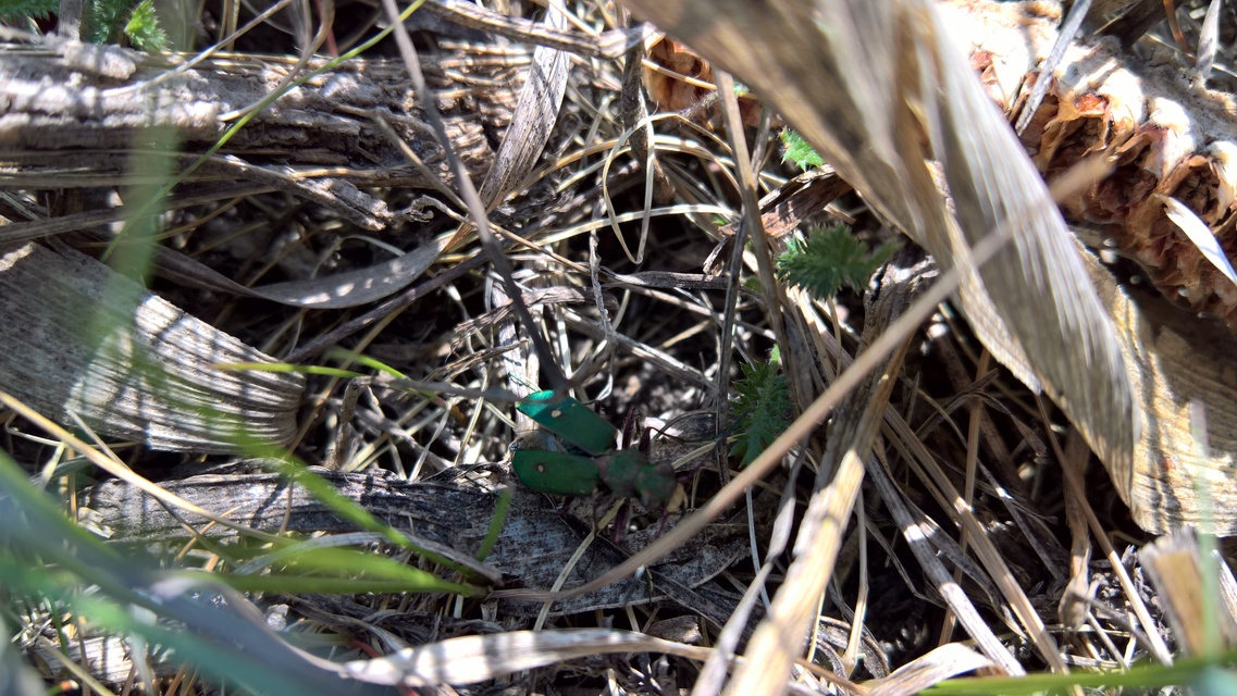 Cicindela campestris - mezei homokfutrinka