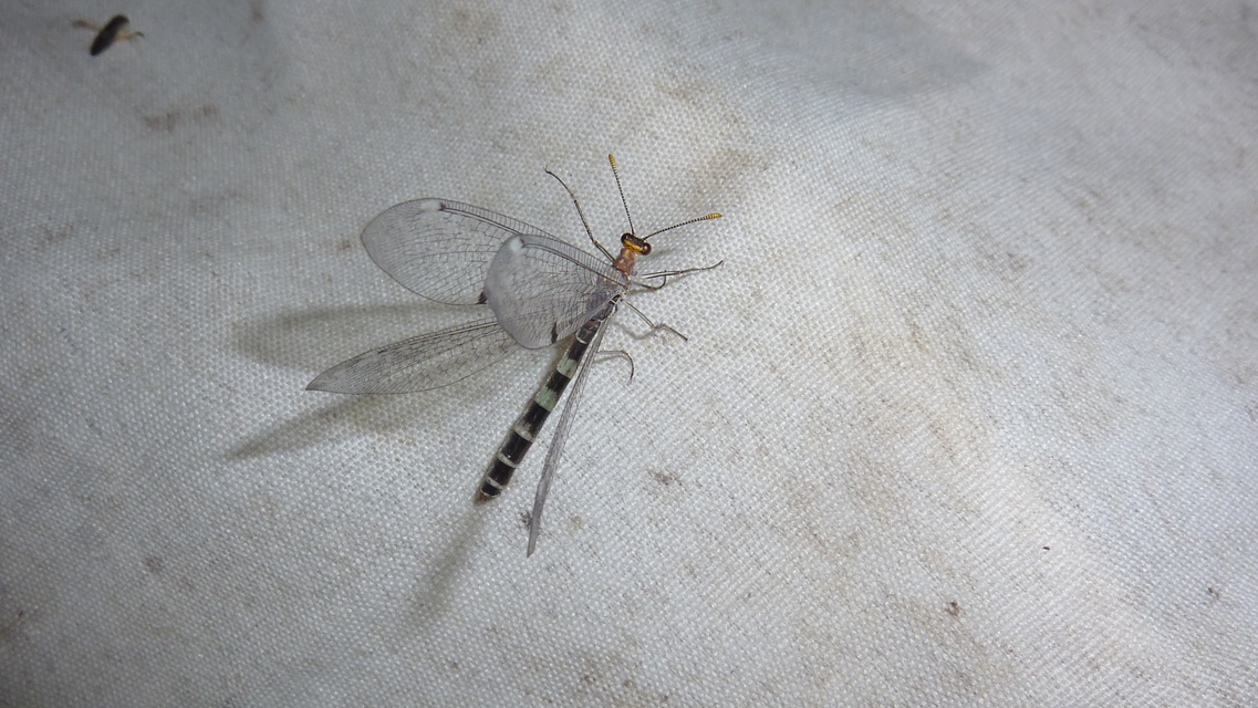 Megistopus flavicornis - kétfoltos hangyaleső
