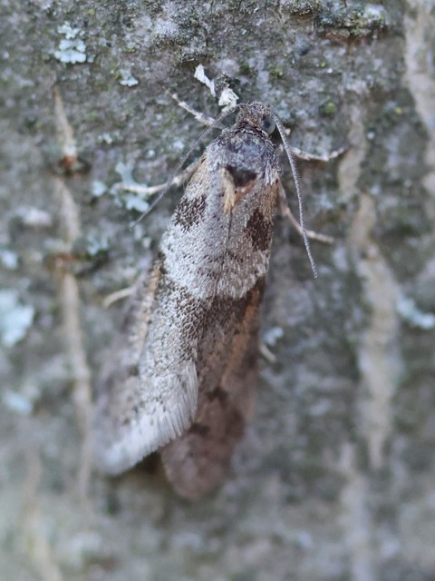 Tortricodes alternella - tavaszi sodrómoly