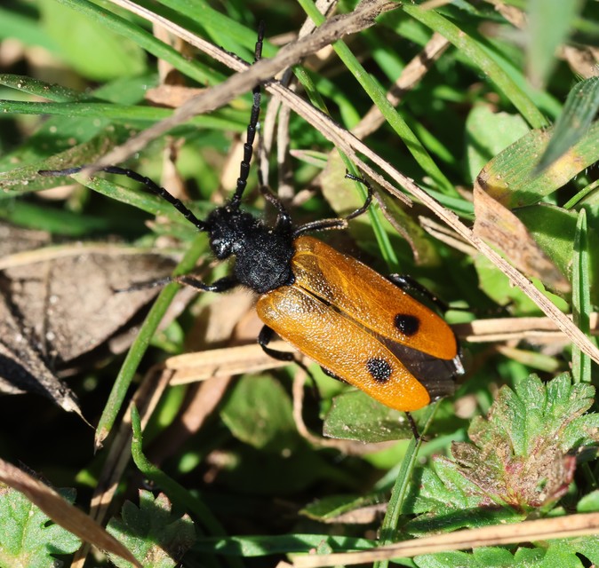 Apalus bimaculatus - kétfoltos élősdibogár